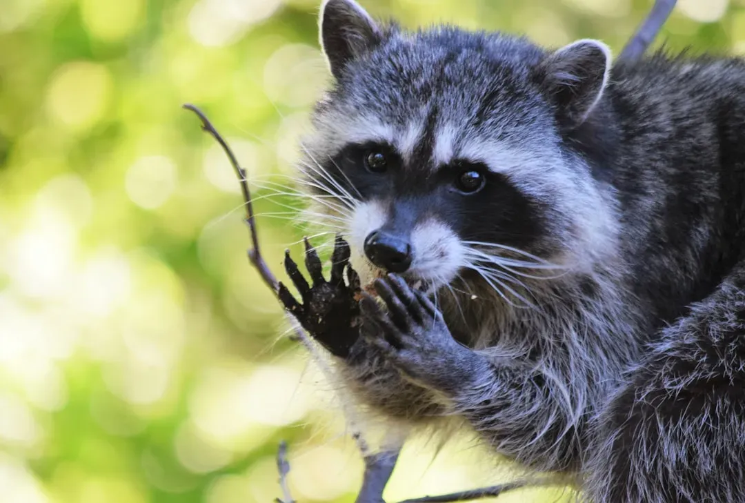 1. Their Brains Are Packed With Primate-Level Neurons (Image Credits: Unsplash)
