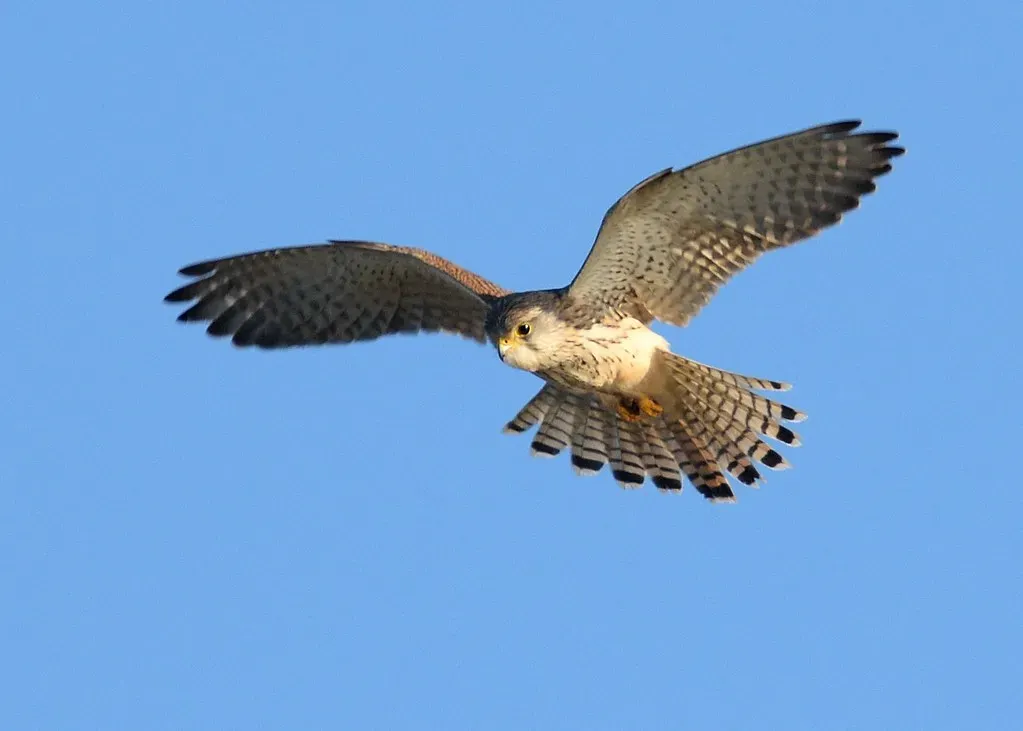 Aries: The Hawk's Fearless Vision (Image Credits: Flickr)