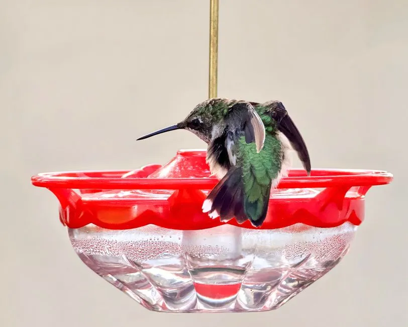 #2 - Feeder Cleanliness: A Safety Check They Never Skip (Image Credits: Pexels)