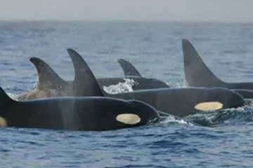 Dolphins: Protectors of the Pod (Image Credits: Wikimedia)