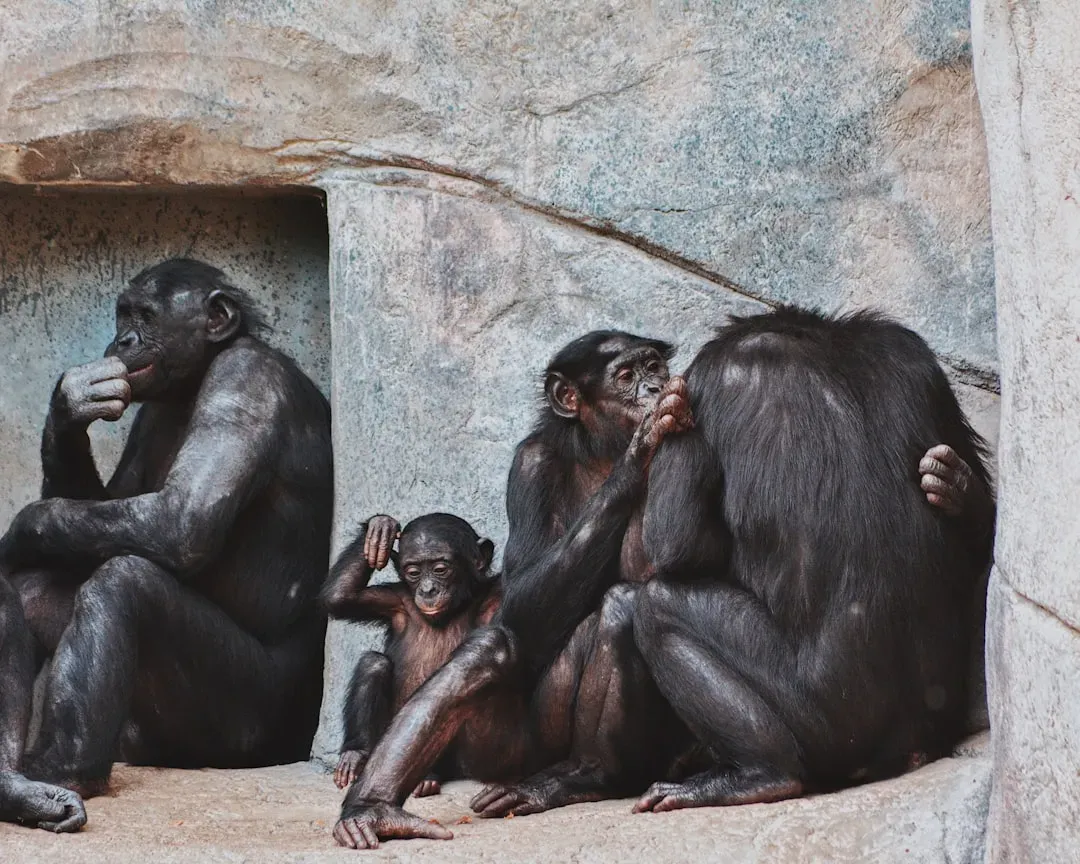 Chimpanzees: Our Closest Relatives in Loyalty (Image Credits: Unsplash)