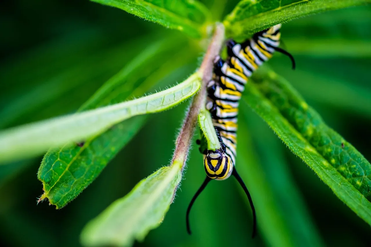 2. Milkweeds (Asclepias species): Monarch Nurseries in Plain Sight (Image Credits: Pixabay)