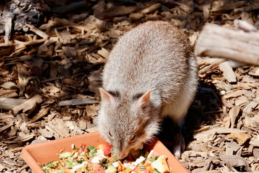 Kangaroo Rats Never Need to Drink Water Their Entire Lives (Image Credits: Unsplash)
