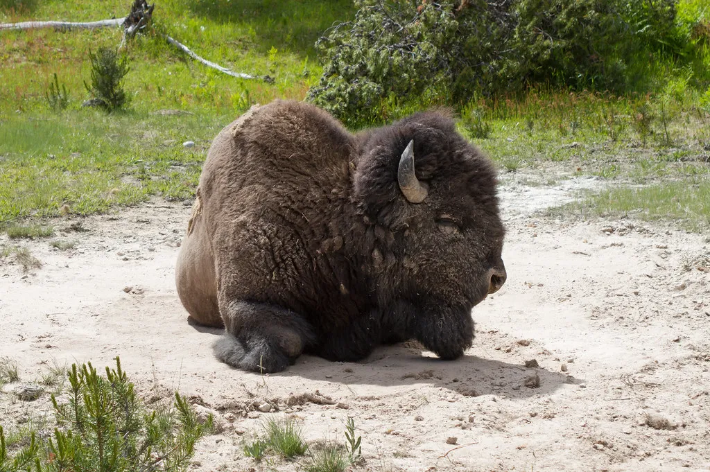 Wallowing: The Muddy Ritual That Builds Habitat (Image Credits: Flickr)