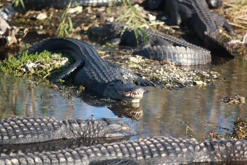 American Alligators: From Hunted Hides to Thriving Populations (Image Credits: Flickr)