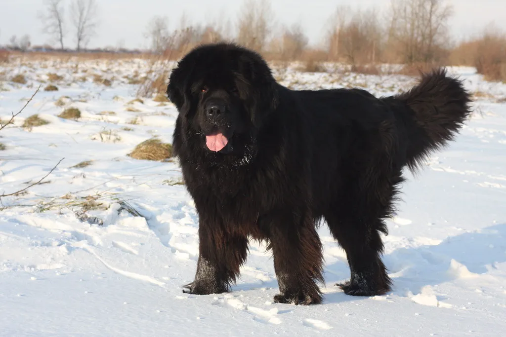 10. Newfoundland: Nature's Babysitter Finally Slows Down (alicjap, Flickr, CC BY 2.0)