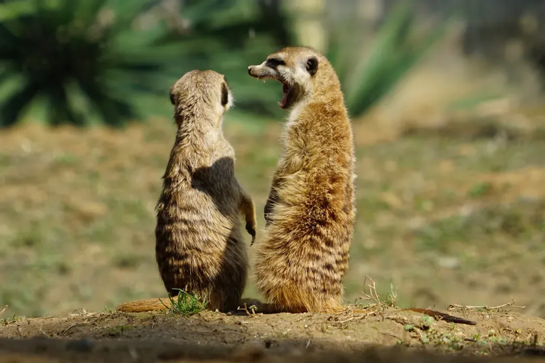 Body Language and Posture Signals (Image Credits: Unsplash)