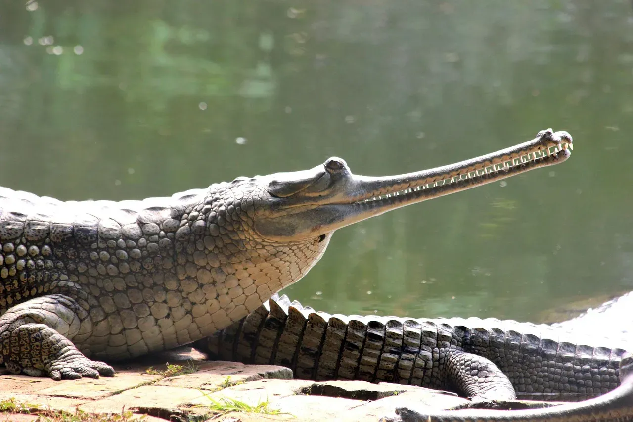 Their Sensory Organs Are Positioned for Perfect Stealth (Image Credits: Pixabay)