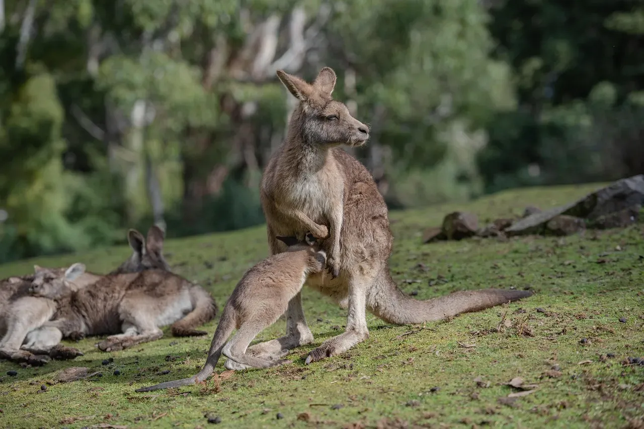 3. Kangaroo Mothers Carry Their Young in Living, Self-Cleaning Nurseries (Image Credits: Pixabay)