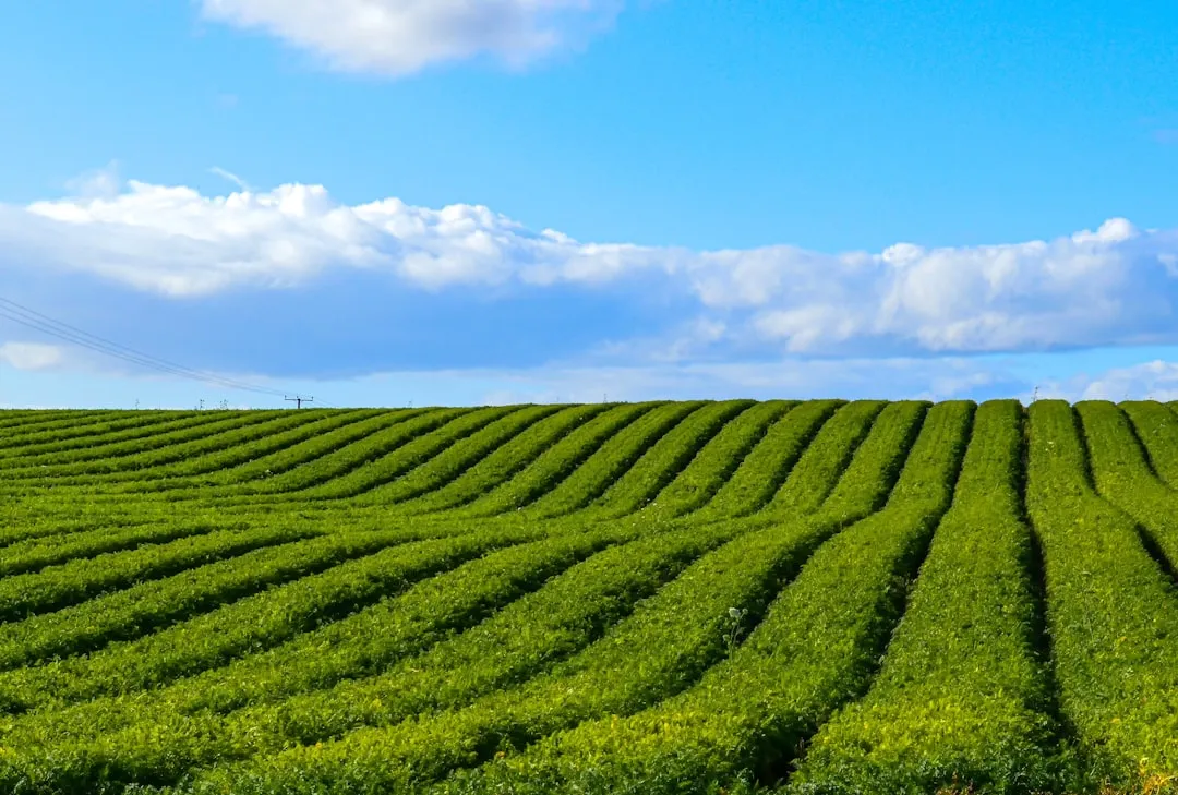 7. Rotating Crops Before the Soil Turns Against You (Image Credits: Unsplash)
