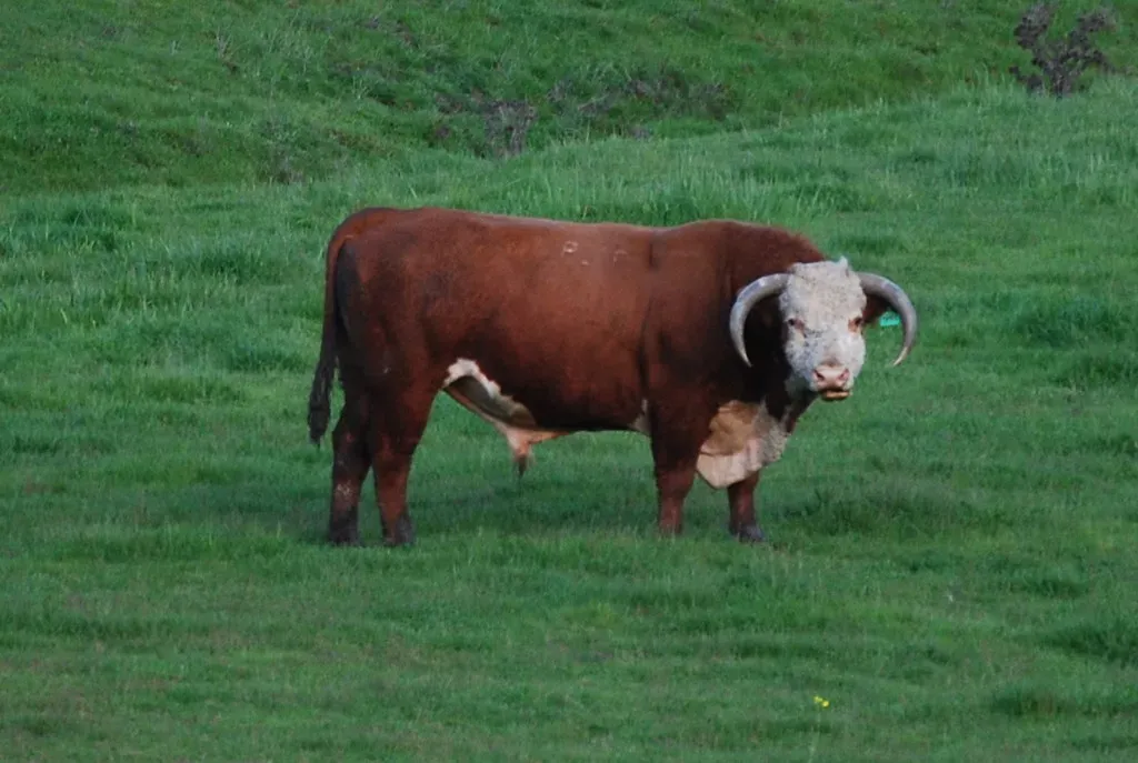 Hereford: The Hardy Red and White Classic (Image Credits: Flickr)