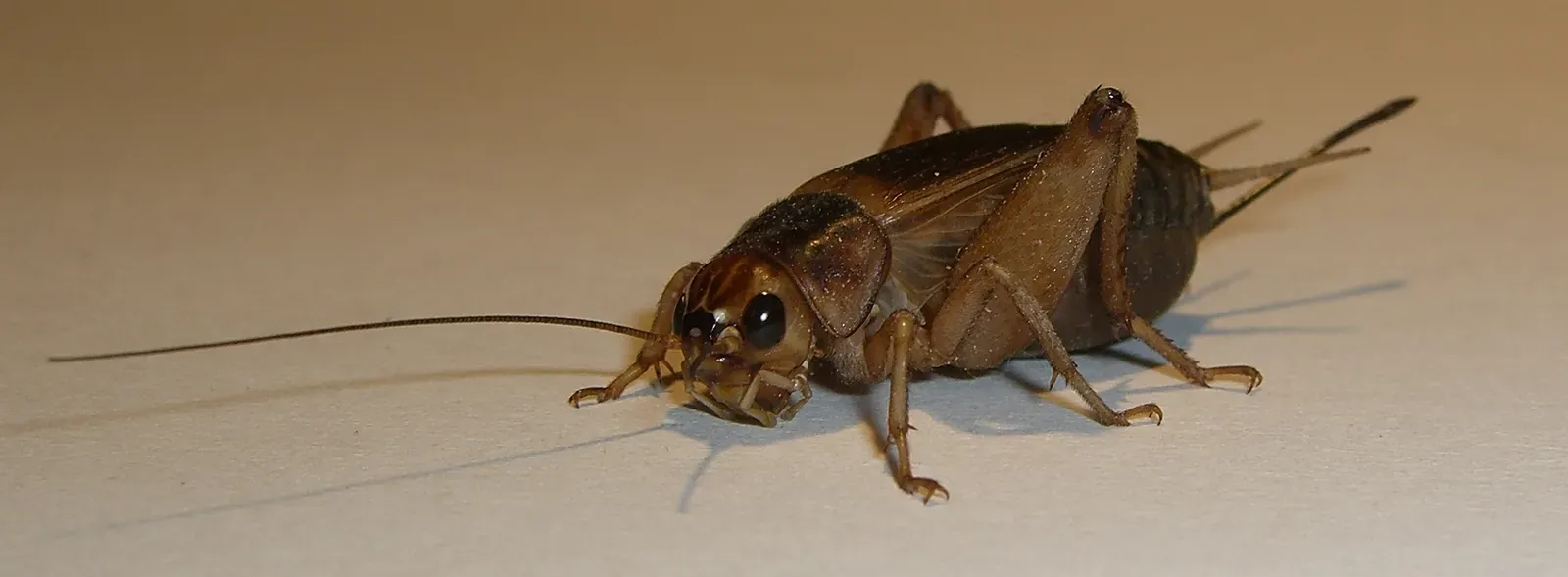 Crickets Chirp at a Rate That Reveals the Temperature (Image Credits: Wikimedia)