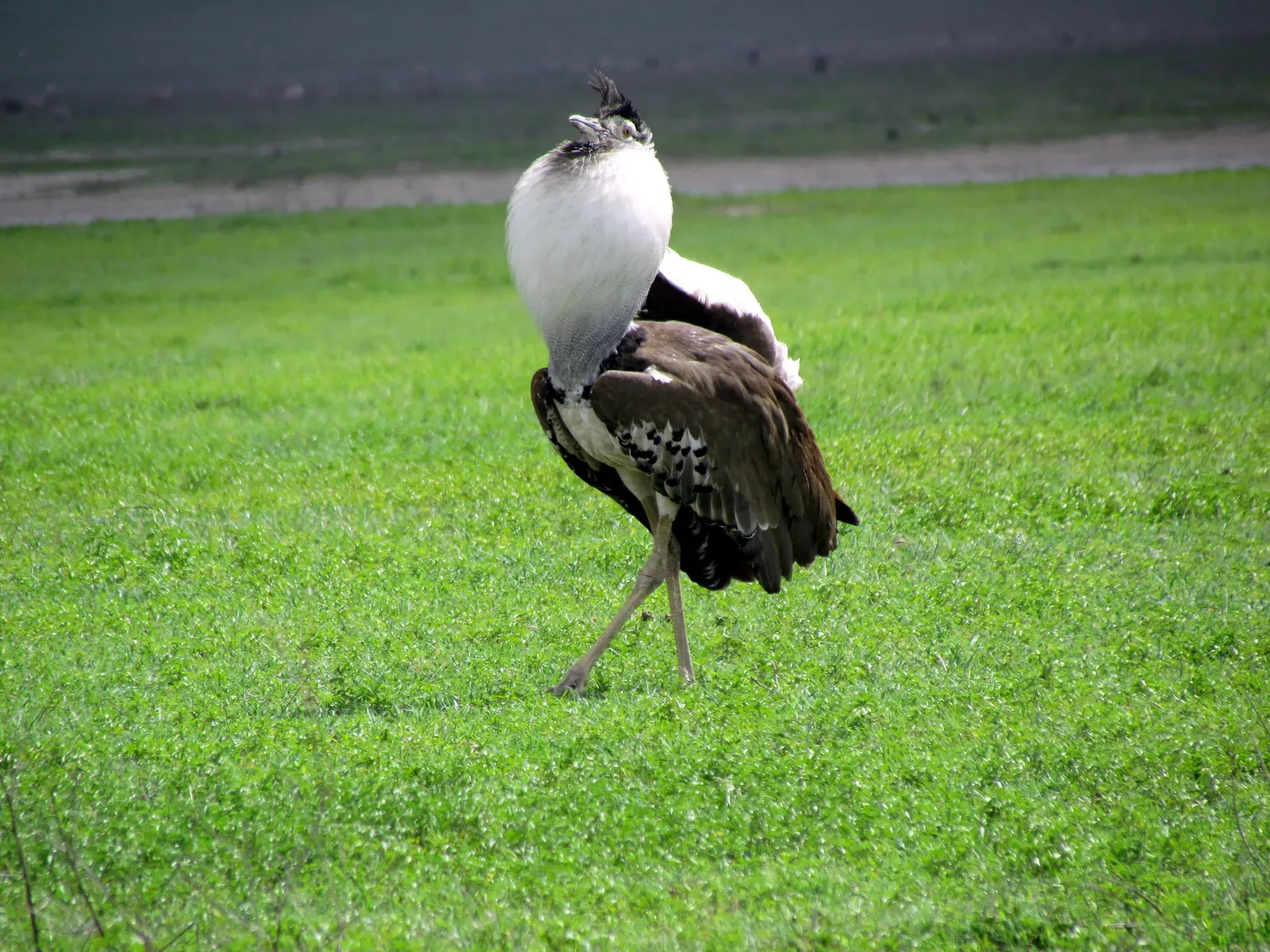 1. It Holds the Title of the World's Heaviest Flying Bird (By David Berkowitz, CC BY 2.0)