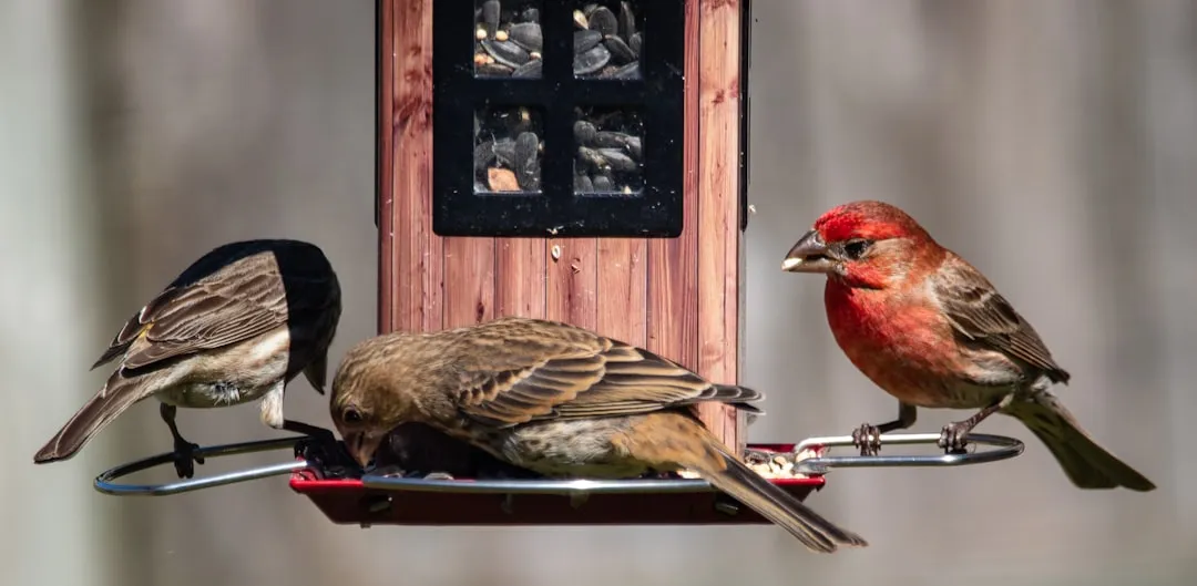 #1 - You're Seeing the Same Individual Birds, Not Just Random Visitors (Image Credits: Unsplash)