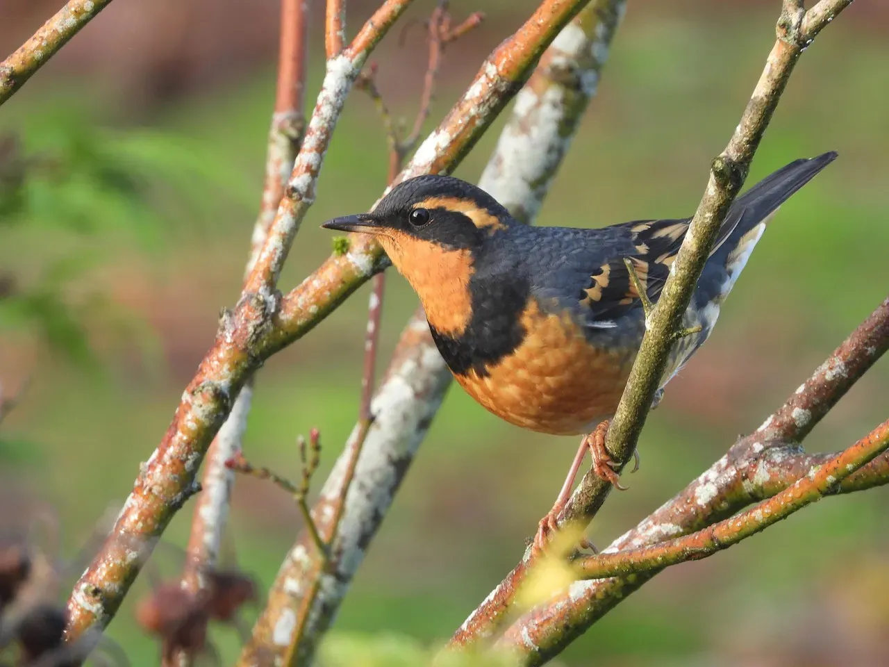 The Varied Thrush: A West Coast Ghost in Autumn Gardens (Image Credits: Pixabay)
