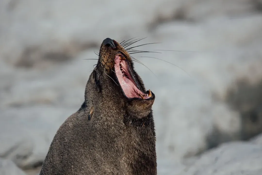 Each Seal Has Its Own Unique Song (Image Credits: Unsplash)
