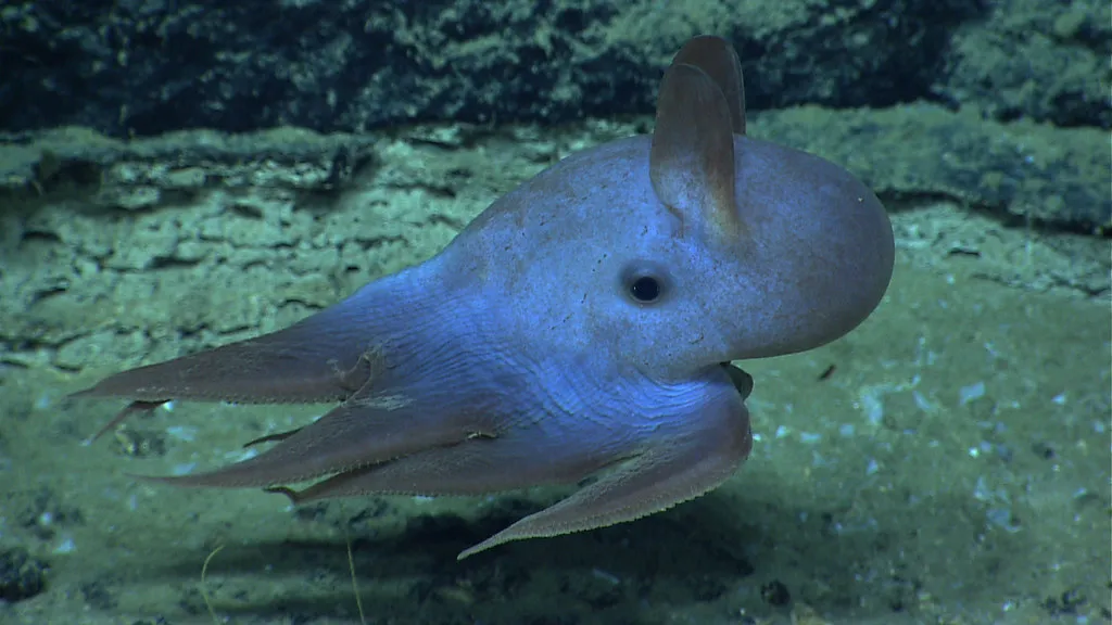 3. Dumbo Octopus – The Deep-Sea “Elephant” With Ear-Like Fins (NOAA Photo Library, Flickr, CC BY 2.0)