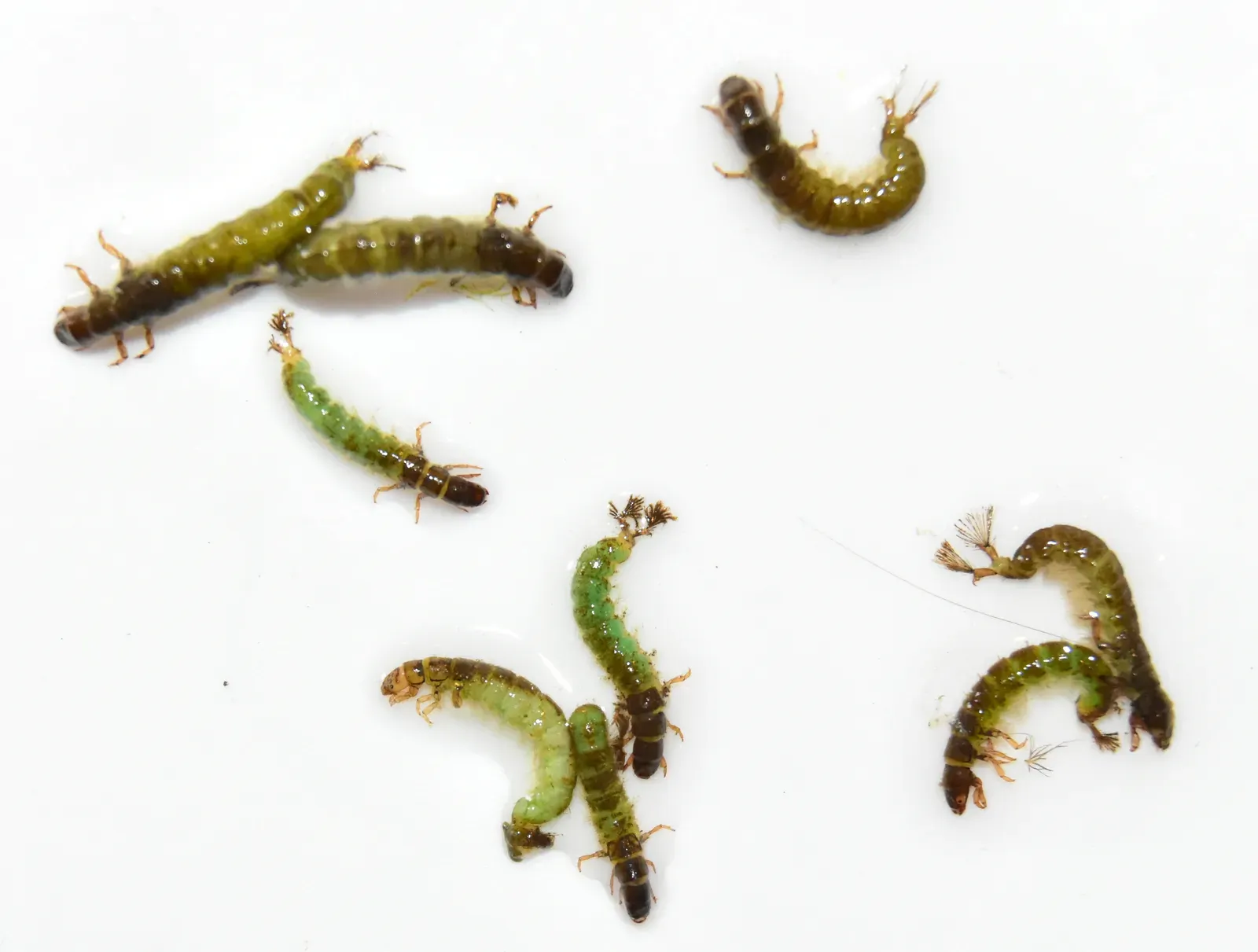 The Underwater Silk Spinners (Image Credits: Wikimedia)