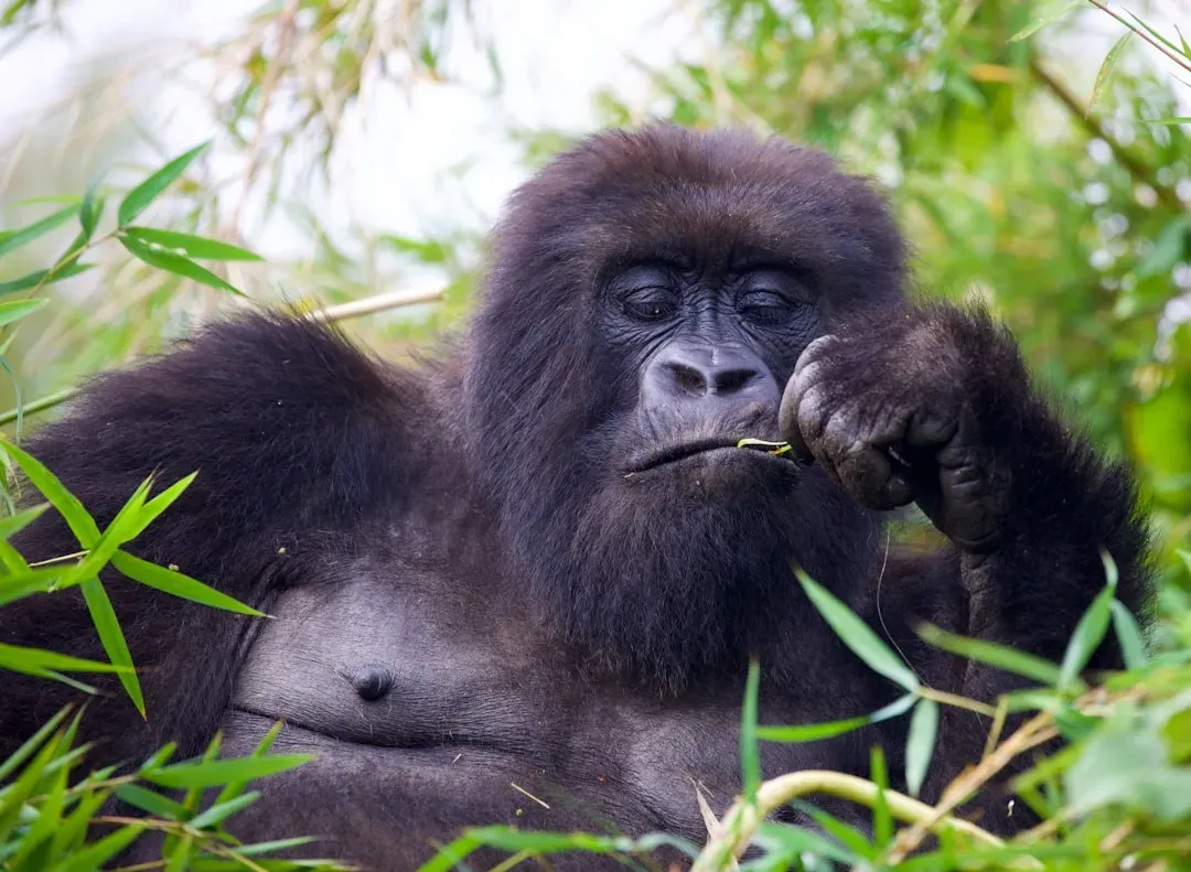 Volcanoes National Park, Rwanda - A Meeting With Our Closest Relatives (Image Credits: Unsplash)