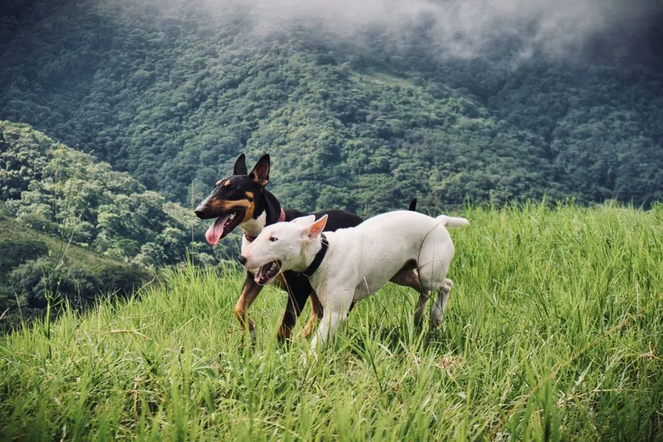 #6 Sagittarius: The Adventurous Buddy Dogs Can’t Resist (Image Credits: Pexels)