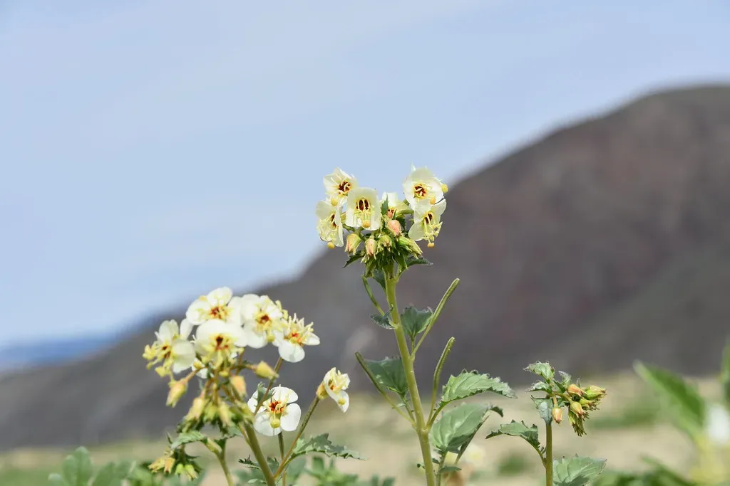 Brown Eyed Primrose (Rob.Bertholf, Flickr, CC BY 2.0)