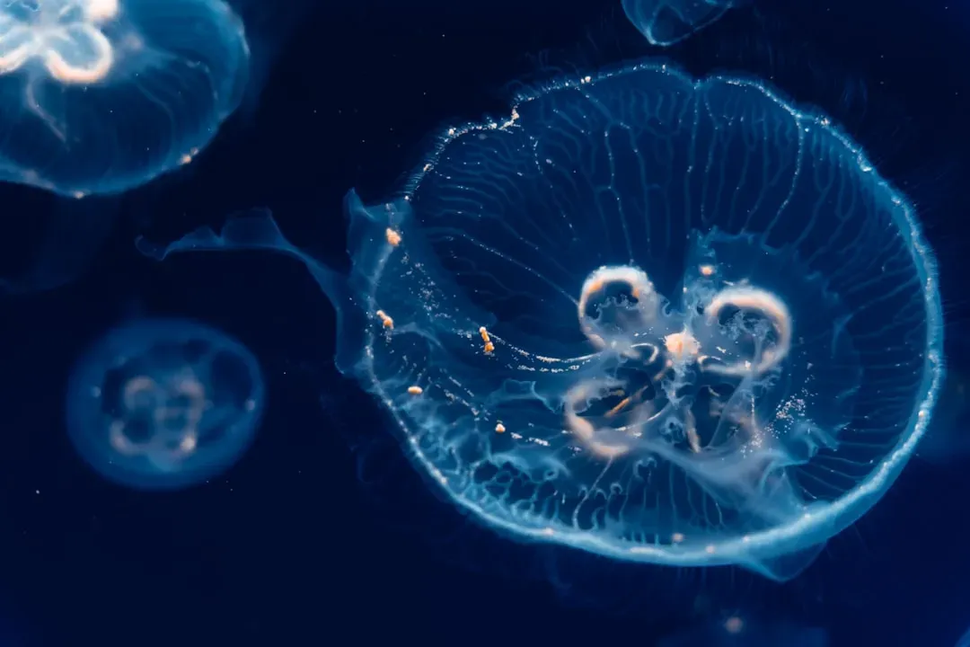The Ocean's Invisible Powerhouse (Image Credits: Unsplash)