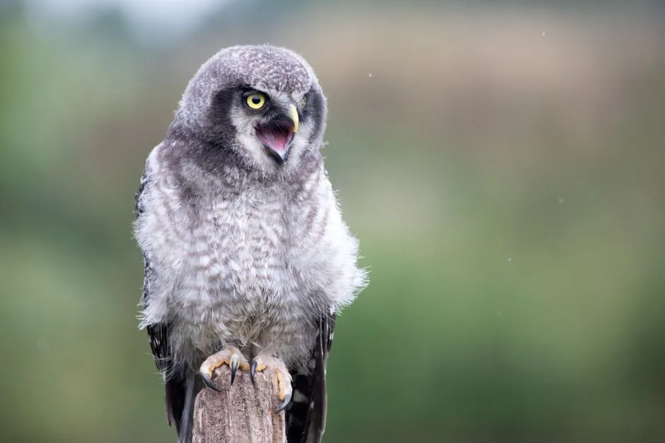 7. Rapid Chatter and Excited Calls: Hunting and High Energy Moments (Image Credits: Pexels)