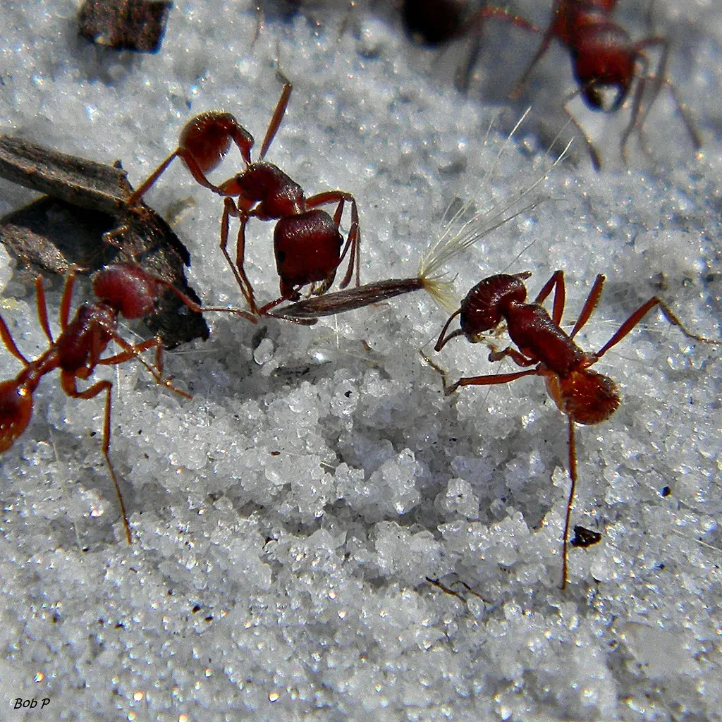 The Ant: Tiny Worker, Giant Results (Image Credits: Flickr)