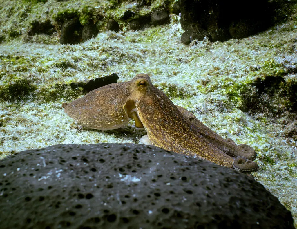 Wrapping Up the Octopus Enigma (paologmb, Flickr, CC BY 2.0)