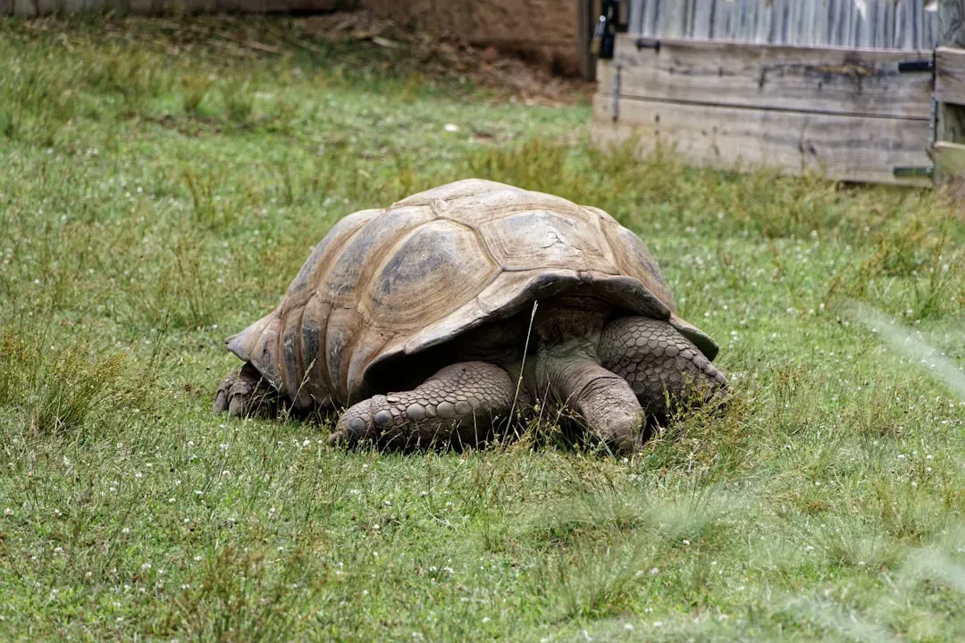 Tortoises: The Slow and Steady Winners (Image Credits: Unsplash)