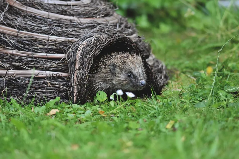 7. Hedgehogs Turn Wild Corners Into Nightly Feasts (Image Credits: Pexels)