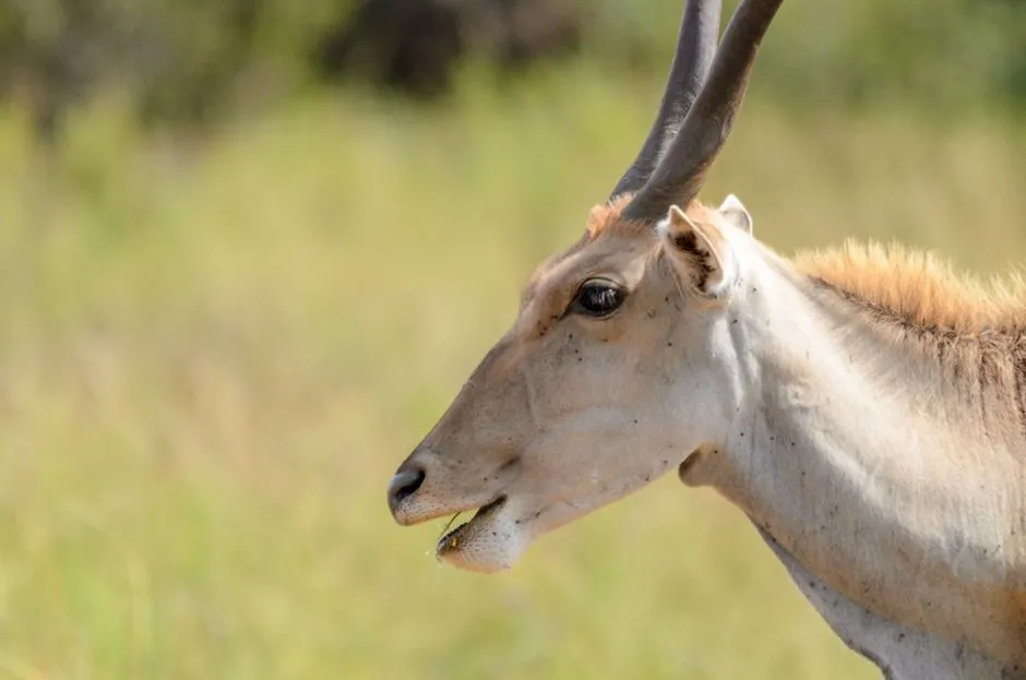 4. Its Nasal Design Is Perfect for Life on the Treeless Steppe (Image Credits: Pexels)