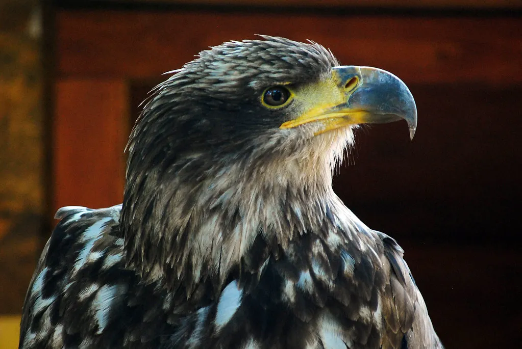 The Bat-Hunting Specialist: The Bat Hawk (Mr. Theklan, Flickr, CC BY-SA 2.0)