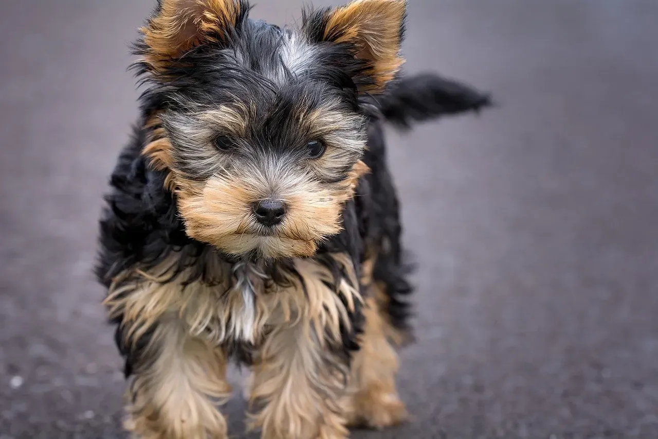 2. Yorkshire Terrier: The Stubborn Sweetheart (Image Credits: Pixabay)