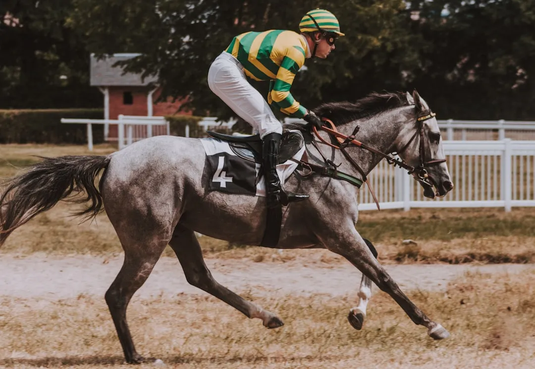 #16 - Irish Sport Horse: Bravery and Power Dialed to 11 (Image Credits: Unsplash)