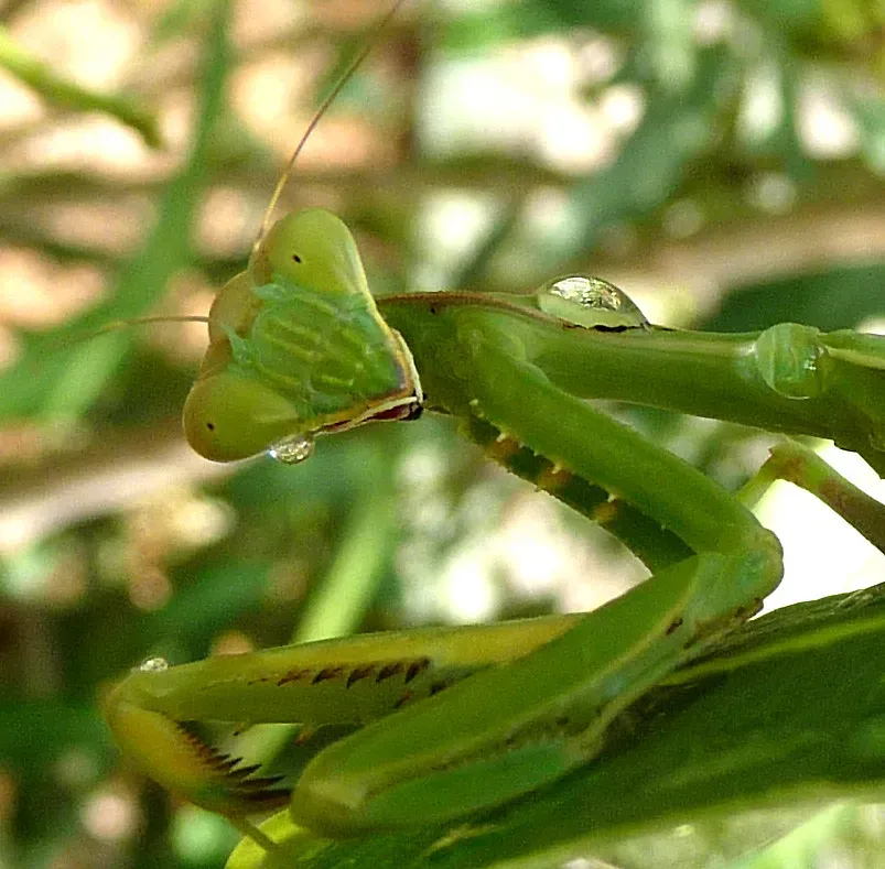 They Hunt With Lightning Speed and a Special Black Spot Lure (Image Credits: Flickr)