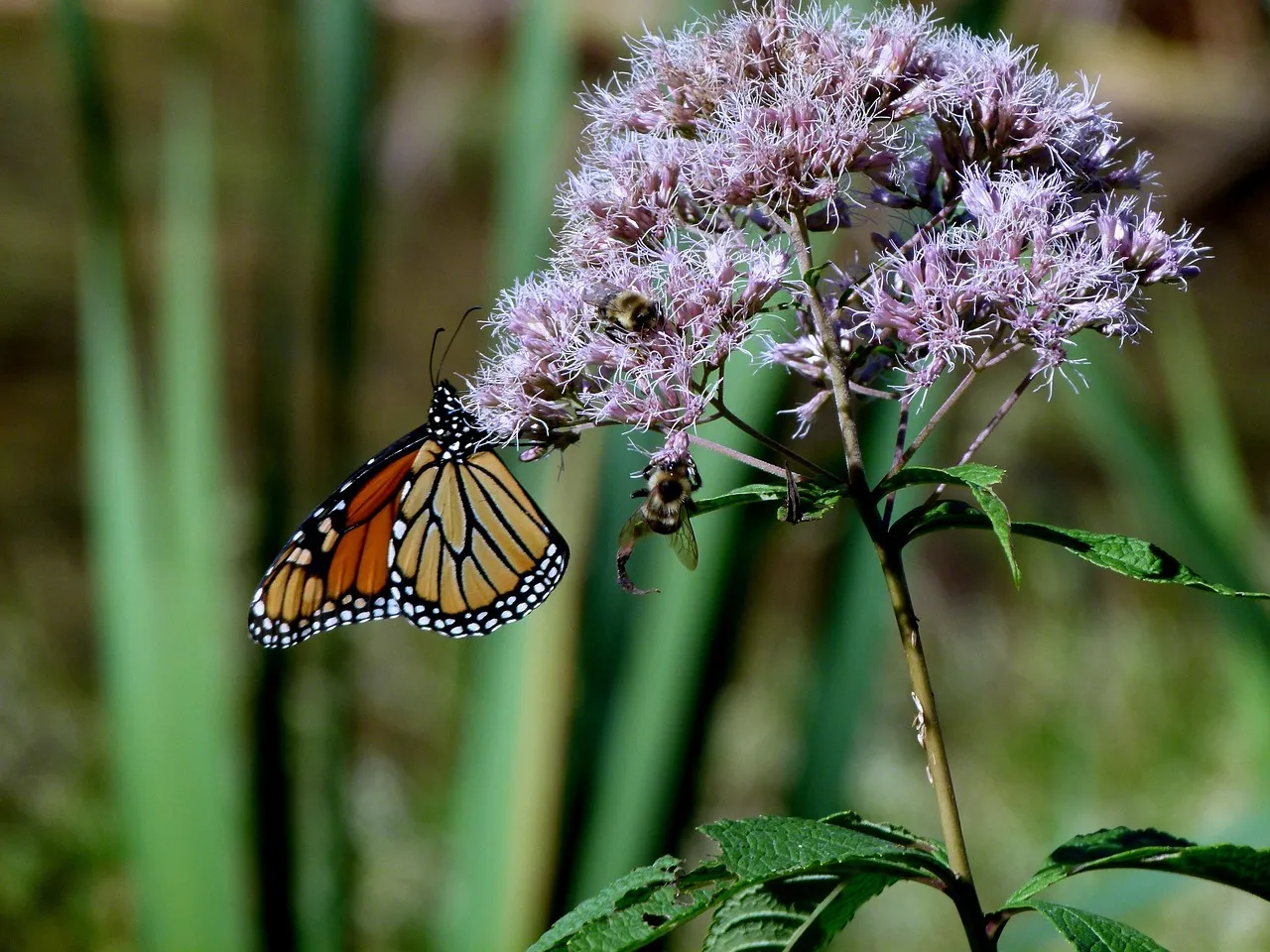 #7 Joe Pye weed (Image Credits: Pixabay)