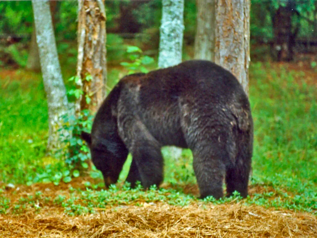 Black Bears in Great Smoky Mountains National Park (Ettore Balocchi, Flickr, CC BY 2.0)