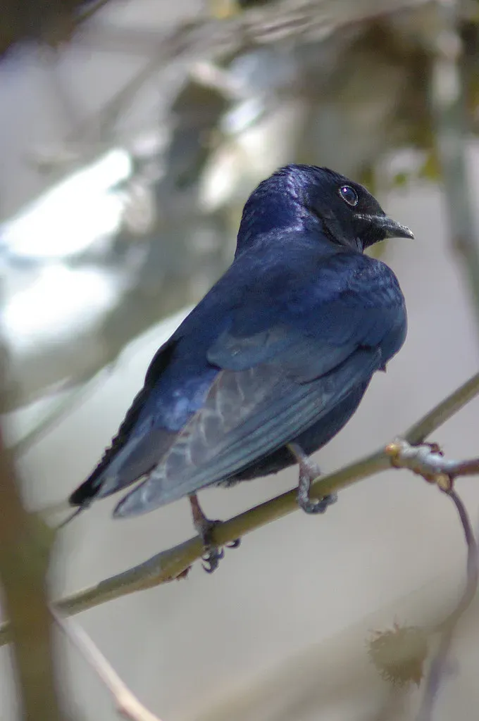 6. They're Called "Synanthropes," Which Is Rare Among Wild Birds (Image Credits: Flickr)