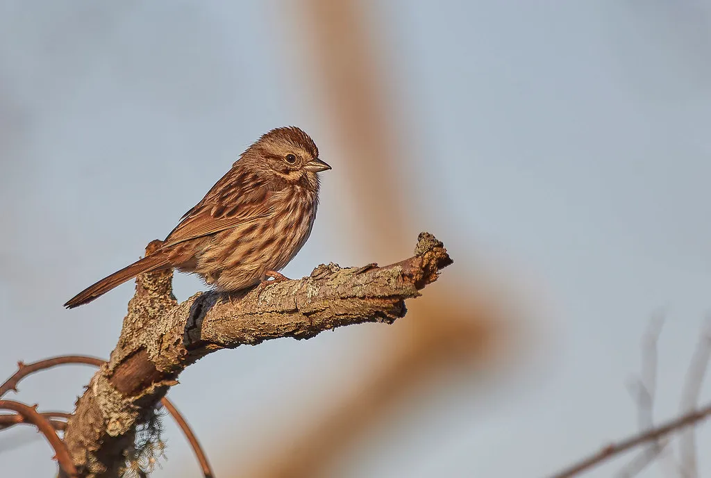 #5 - Song Sparrow (TonySprezzatura, Flickr, CC BY-SA 2.0)