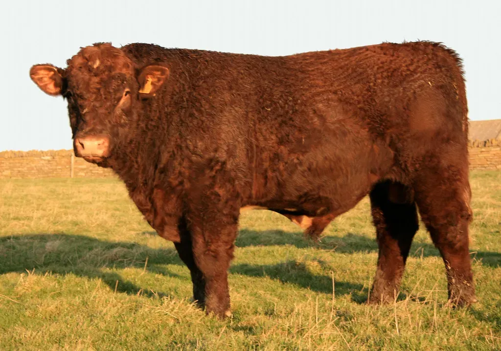 Red Angus: The Heat-Adapted Cousin (Image Credits: Flickr)