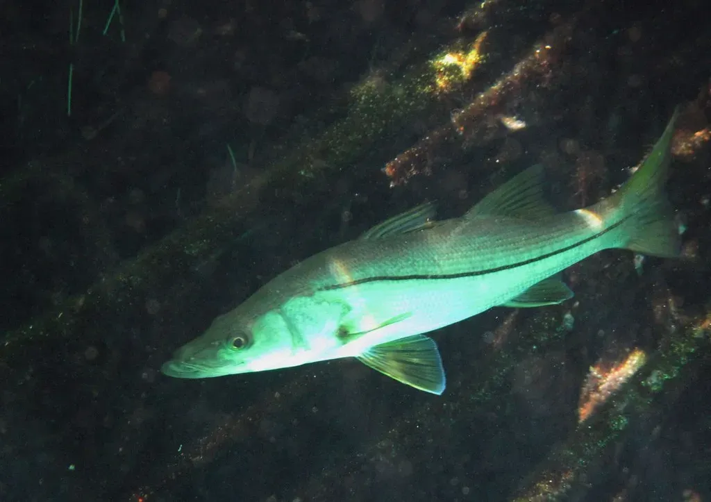 #3 Common Snook (Bernard DUPONT, Flickr, CC BY-SA 2.0)