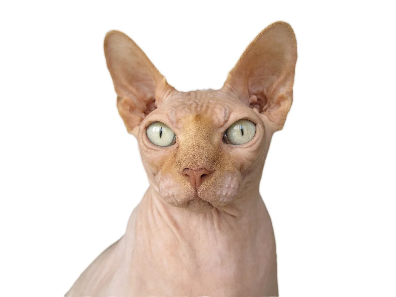 5. Sphynx: The Velcro Cat Who Waits for You (Image Credits: Pixabay)