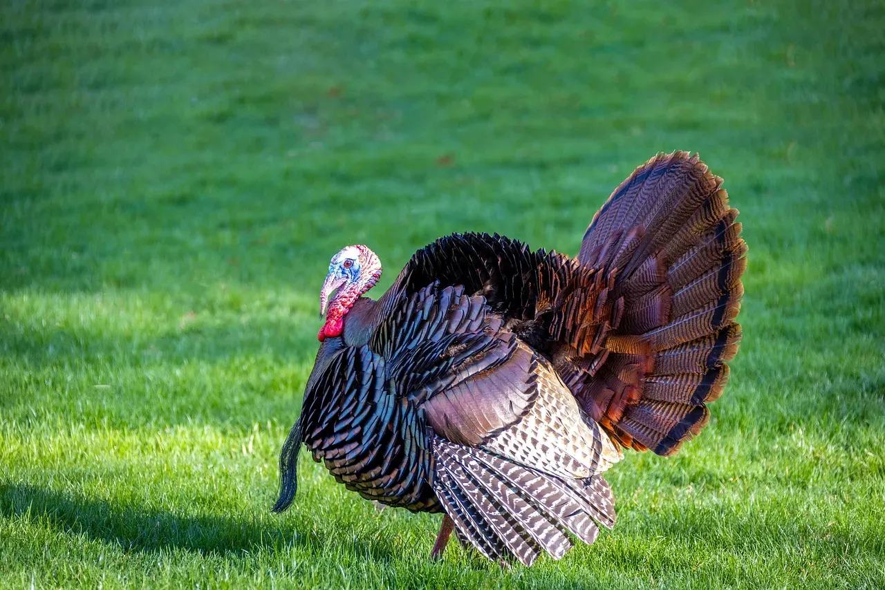 Mississippi: Southern Turkey Haven (Image Credits: Pixabay)