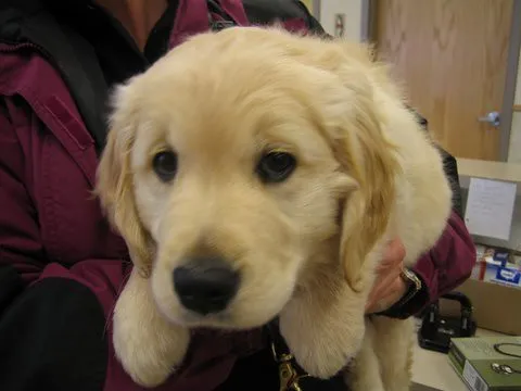 #3 - Puppy Dog Eyes Aren't an Accident (Tiger Girl, Flickr, CC BY 2.0)
