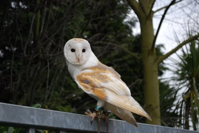 #12 Pisces – The Barn Owl (From geograph.org.uk, CC BY-SA 2.0)