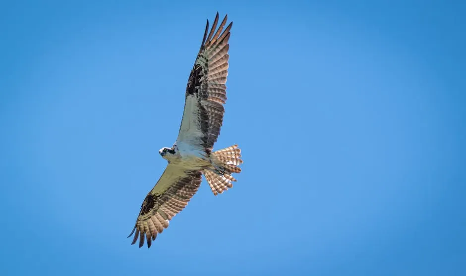 #6 Virgo (August 23 – September 22): The Osprey (Image Credits: Pexels)
