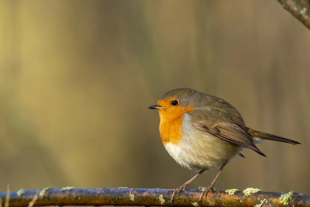 Why You Might Be Seeing More Robins in Your Yard (Image Credits: Unsplash)