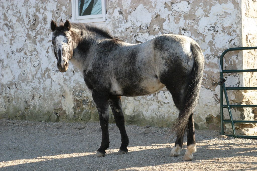 Cayuse Indian Pony (Image Credits: Flickr)