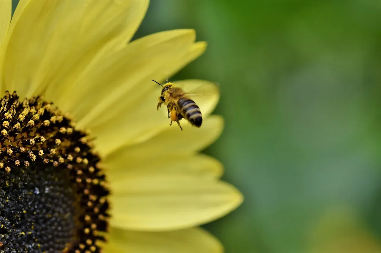 Honey Bees: The Fatal Flight (Image Credits: Pixabay)